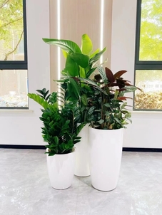 宁波前湾花木出租价格实惠